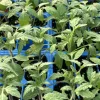 Big Boy Tomato Live Plants - 4 Pack, 6-10 Inch Tall, Established Vegetable Plant - Image 1