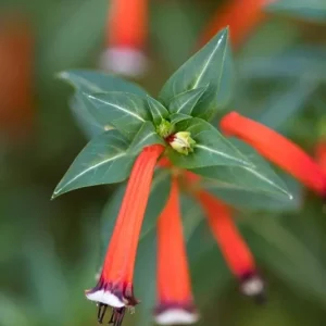 Big Cigar Cuphea Plant - Live Plants, Pack of 2 (5-9" Tall) - Orange Firecracker Flowers, Hummingbird Attractor, Outdoor - Image 2