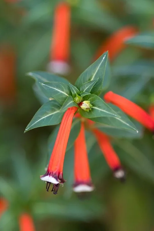 Big Cigar Cuphea Plant - Live Plants, Pack of 2 (5-9" Tall) - Orange Firecracker Flowers, Hummingbird Attractor, Outdoor - Image 2