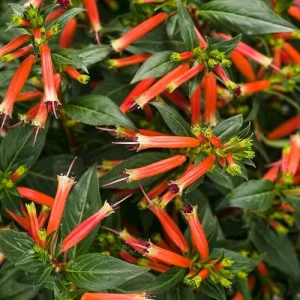 Big Cigar Cuphea Plant - Live Plants, Pack of 2 (5-9" Tall) - Orange Firecracker Flowers, Hummingbird Attractor, Outdoor - Image 1