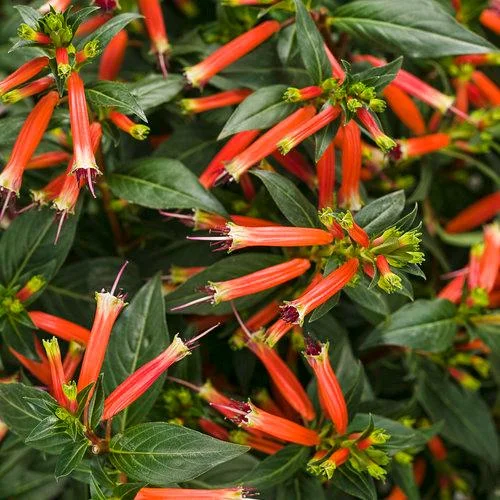 Big Cigar Cuphea Plant - Live Plants, Pack of 2 (5-9" Tall) - Orange Firecracker Flowers, Hummingbird Attractor, Outdoor - Image 1