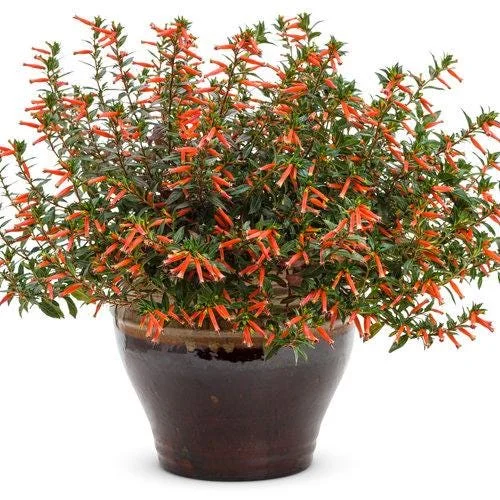 Big Cigar Cuphea Plant - Live Plants, Pack of 2 (5-9" Tall) - Orange Firecracker Flowers, Hummingbird Attractor, Outdoor - Image 3