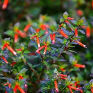 Big Cigar Cuphea Plant - Live Plants, Pack of 2 (5-9