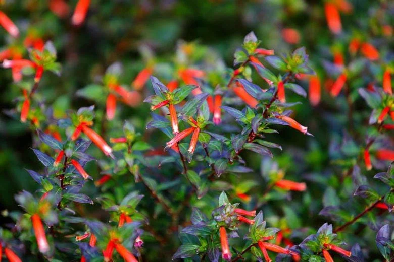 Big Cigar Cuphea Plant - Live Plants, Pack of 2 (5-9" Tall) - Orange Firecracker Flowers, Hummingbird Attractor, Outdoor - Image 4