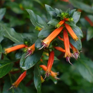 Big Cigar Cuphea Plant - Live Plants, Pack of 2 (5-9