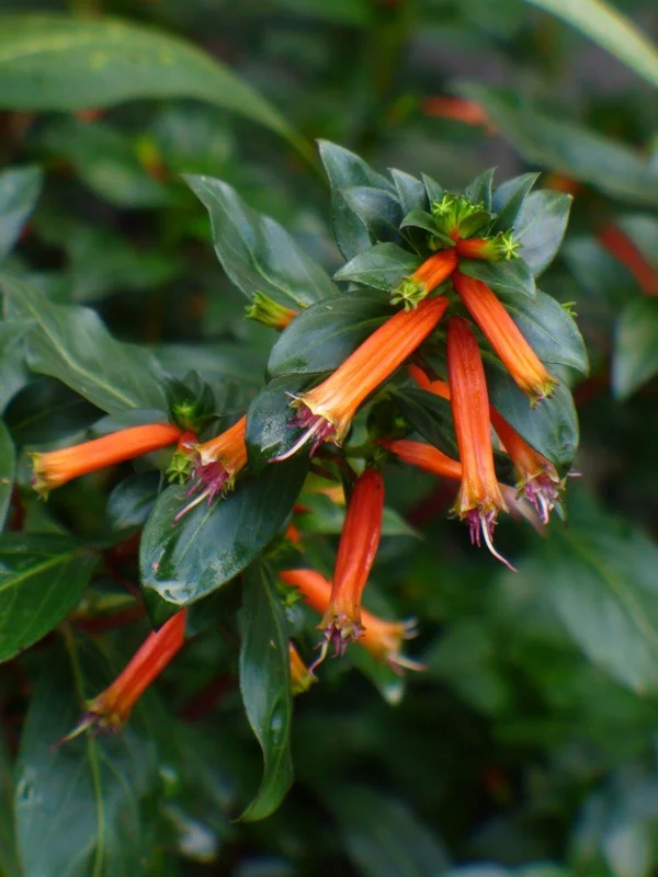 Big Cigar Cuphea Plant - Live Plants, Pack of 2 (5-9" Tall) - Orange Firecracker Flowers, Hummingbird Attractor, Outdoor - Image 5