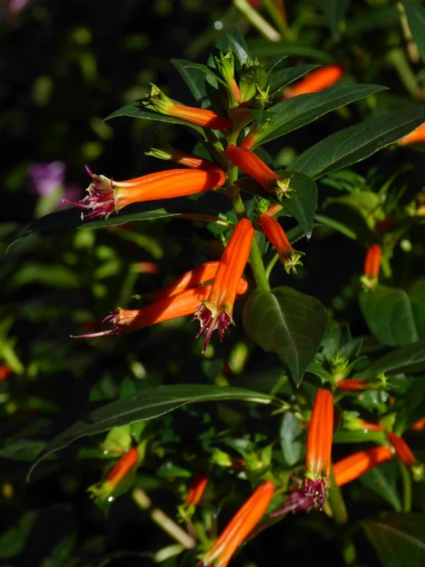 Big Cigar Cuphea Plant - Live Plants, Pack of 2 (5-9" Tall) - Orange Firecracker Flowers, Hummingbird Attractor, Outdoor - Image 6