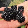 Big Daddy Thornless Blackberry Live Plant – Huge Berries – 4-6 inch Starter – USDA Zone 5-8 - Image 1