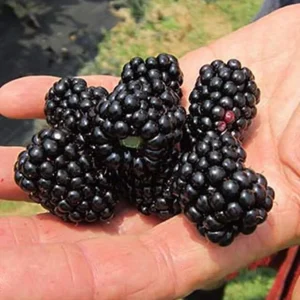 Big Daddy Thornless Blackberry Live Plant – Huge Berries – 4-6 inch Starter – USDA Zone 5-8 - Image 1