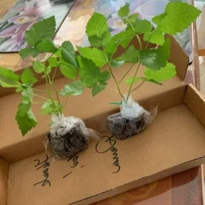 Big Daddy Thornless Blackberry Live Plant – Huge Berries – 4-6 inch Starter – USDA Zone 5-8 - Image 3