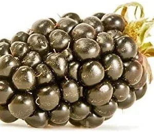 Big Daddy Thornless Blackberry Live Plant – Huge Berries – 4-6 inch Starter – USDA Zone 5-8 - Image 5