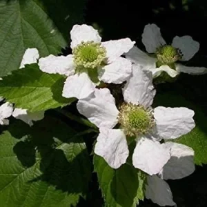 Big Daddy Thornless Blackberry Live Plant – Huge Berries – 4-6 inch Starter – USDA Zone 5-8 - Image 6