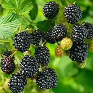 Big Daddy Thornless Blackberry Live Plant – Huge Berries – 4-6 inch Starter – USDA Zone 5-8 - Image 7