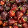 BIQUINHO PURPLE HOT CHILI LOT OF 3 Hot Pepper LIVE PLANTS - Image 1