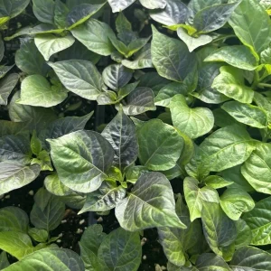 BIQUINHO PURPLE HOT CHILI LOT OF 3 Hot Pepper LIVE PLANTS - Image 2