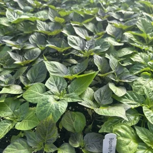 BIQUINHO PURPLE HOT CHILI LOT OF 3 Hot Pepper LIVE PLANTS - Image 2