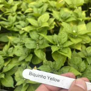 Biquinho Sweety Drop Yellow Chili Live Plants - 3 Pack Hot Pepper Plants - Image 2