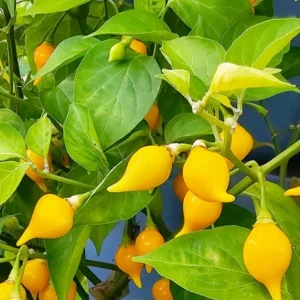 Biquinho Sweety Drop Yellow Chili Live Plants - 3 Pack Hot Pepper Plants - Image 1