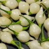BIQUINHO WHITE HOT CHILI LOT OF 3 Hot Pepper LIVE PLANTS - Image 1