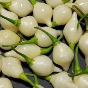 BIQUINHO WHITE HOT CHILI LOT OF 3 Hot Pepper LIVE PLANTS - Image 1