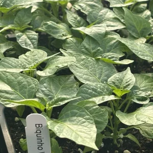 Biquinho White Hot Pepper Live Plants - 3 Pack, Mild Chili, 4-8in Tall - Image 2