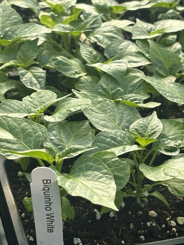 Biquinho White Hot Pepper Live Plants - 3 Pack, Mild Chili, 4-8in Tall - Image 2