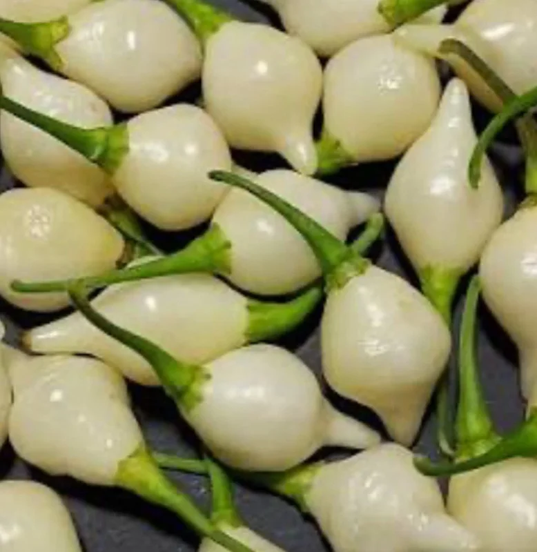 Biquinho White Hot Pepper Live Plants - 3 Pack, Mild Chili, 4-8in Tall - Image 1