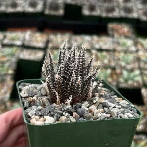 Black Haworthia Aloe Haworthioides Succulent Live Plant – 3.5 Inch Pot – Indoor - Image 2