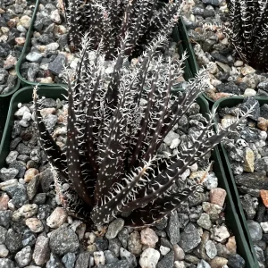 Black Haworthia Aloe Haworthioides Succulent Live Plant – 3.5 Inch Pot – Indoor - Image 3