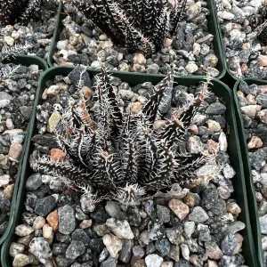 Black Haworthia Aloe Haworthioides Succulent Live Plant – 3.5 Inch Pot – Indoor - Image 4