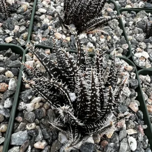 Black Haworthia Aloe Haworthioides Succulent Live Plant – 3.5 Inch Pot – Indoor - Image 5