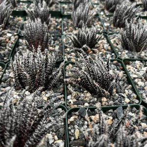 Black Haworthia Aloe Haworthioides Succulent Live Plant – 3.5 Inch Pot – Indoor - Image 6