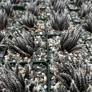 Black Haworthia Aloe Haworthioides Succulent Live Plant – 3.5 Inch Pot – Indoor - Image 7