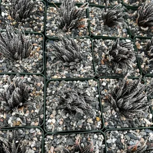 Black Haworthia Aloe Haworthioides Succulent Live Plant – 3.5 Inch Pot – Indoor - Image 8
