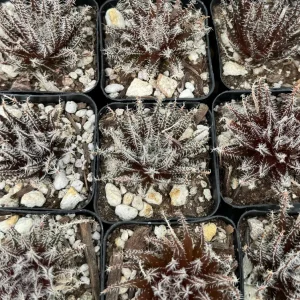 Black Haworthia Aloe Haworthioides Succulent Live Plant – 3.5 Inch Pot – Indoor - Image 9