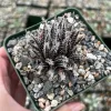Black Haworthia Aloe Haworthioides Succulent Live Plant – 3.5 Inch Pot – Indoor - Image 1