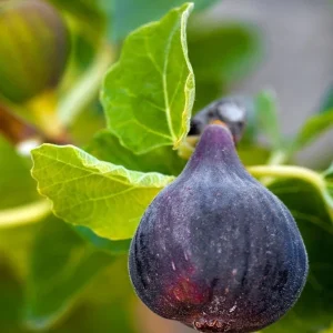 Black Mission Fig Tree - Ficus Carica Live Plant, 2-5 inches tall, Zones 7-10 - Image 2