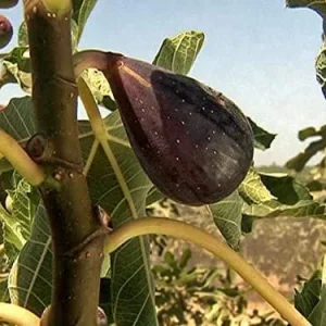 Black Mission Fig Tree - Ficus Carica Live Plant, 2-5 inches tall, Zones 7-10 - Image 4