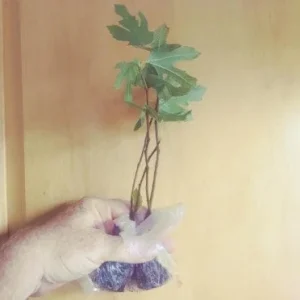Black Mission Fig Tree - Ficus Carica Live Plant, 2-5 inches tall, Zones 7-10 - Image 5