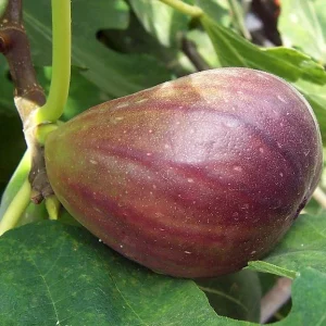 Black Mission Fig Tree Live Plant - Fruiting Ficus Carica - Outdoor Edible - Image 3