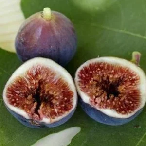 Black Mission Fig Tree Live Plant - Fruiting Ficus Carica - Outdoor Edible - Image 4