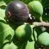 Black Mission Fig Tree Live Plant - Fruiting Ficus Carica - Outdoor Edible - Image 1