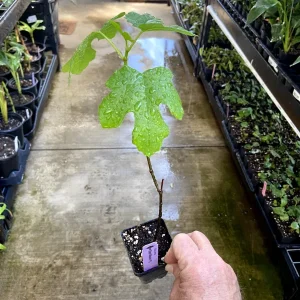 Black Mission Fig Tree Live Plant - Fruiting Ficus Carica - Outdoor Edible - Image 5