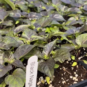Black Naga Twister Super Hot Pepper Live Plants - Lot of 3 (75+ Days Old) - Image 2