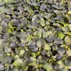 Black Naga Twister Super Hot Pepper Live Plants - Lot of 3 (75+ Days Old) - Image 1