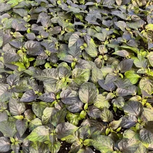 Black Naga Twister Super Hot Pepper Live Plants - Lot of 3 (75+ Days Old) - Image 1