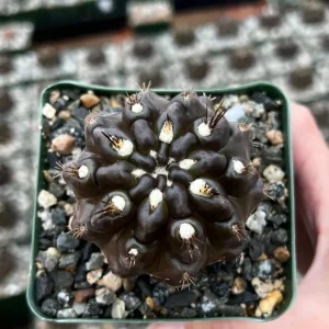 Black Neochilenia Huascensis Cactus Live Plant - Rare Succulent in 4 Inch Pot - Image 2
