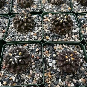 Black Neochilenia Huascensis Cactus Live Plant - Rare Succulent in 4 Inch Pot - Image 4