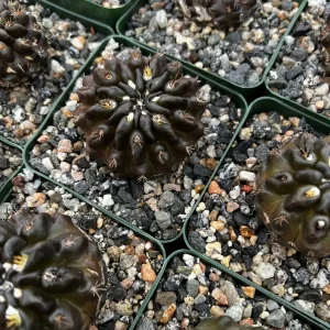 Black Neochilenia Huascensis Cactus Live Plant - Rare Succulent in 4 Inch Pot - Image 5