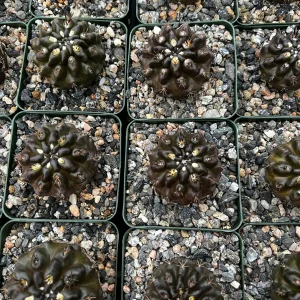 Black Neochilenia Huascensis Cactus Live Plant - Rare Succulent in 4 Inch Pot - Image 6